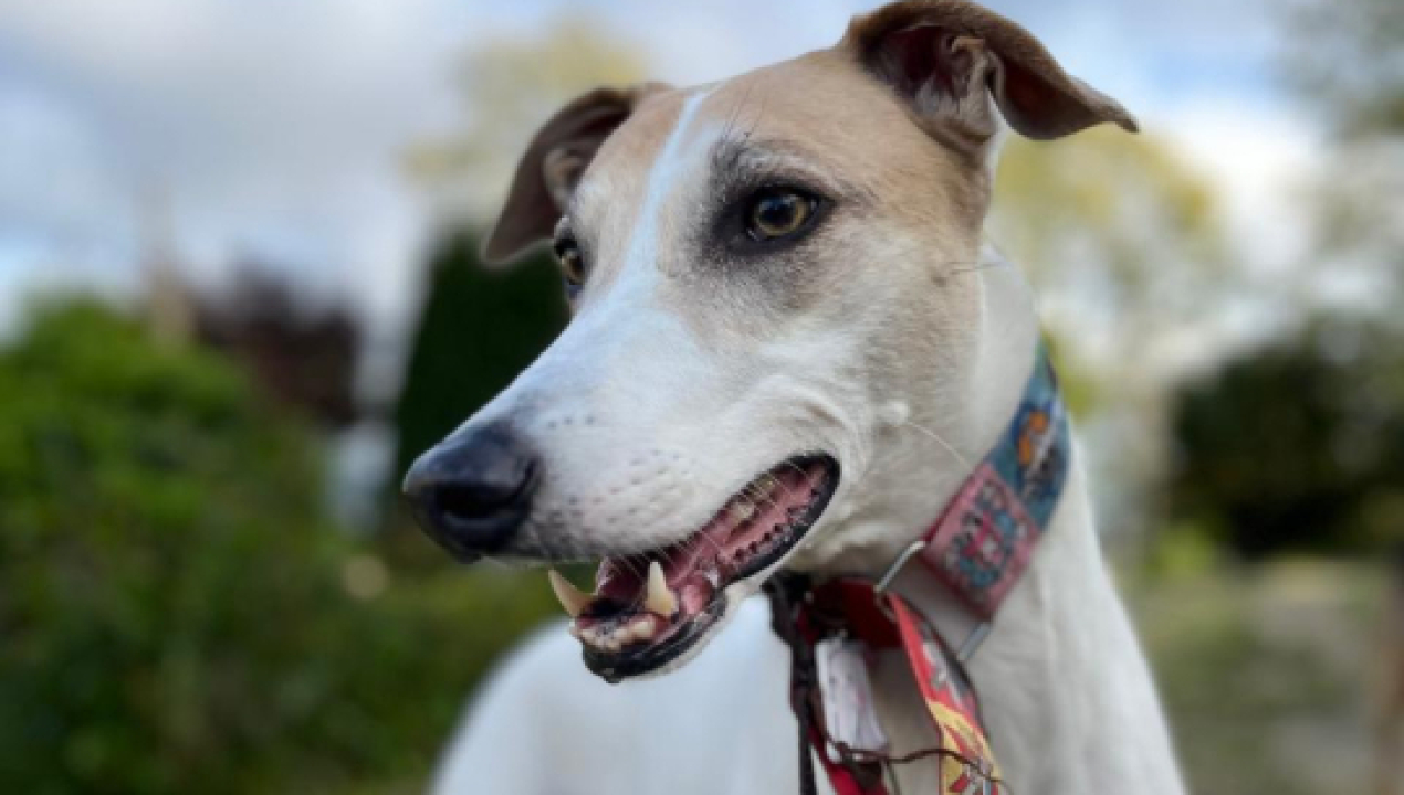 /sag-biobio-recuerda-requisitos-zoosanitarios-para-viajar-con-mascotas-fuera