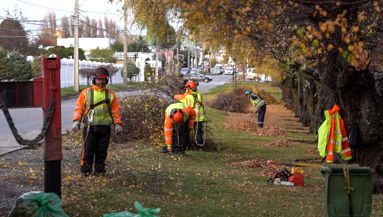 /punta-arenas-en-linea-incorpora-servicios-para-poda-de-arboles-y-corte-de