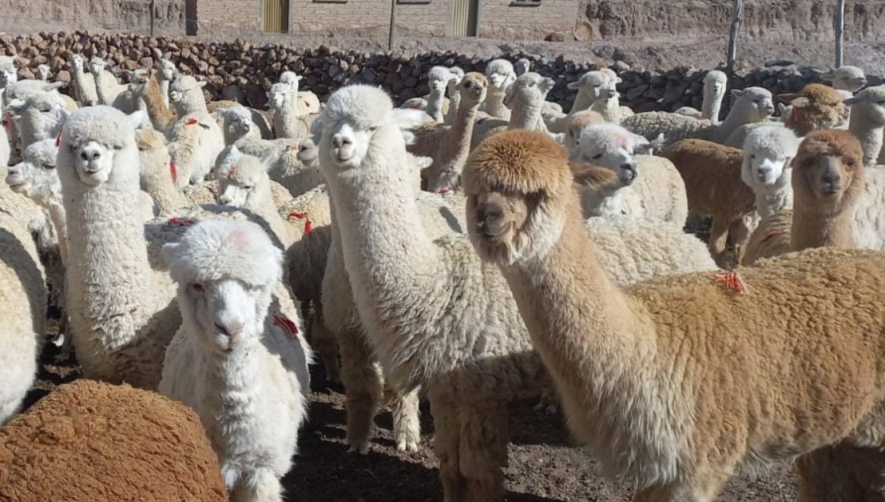 /pyme-de-general-lagos-invirtio-en-animales-de-raza-para-mejorar-la-fibra-de