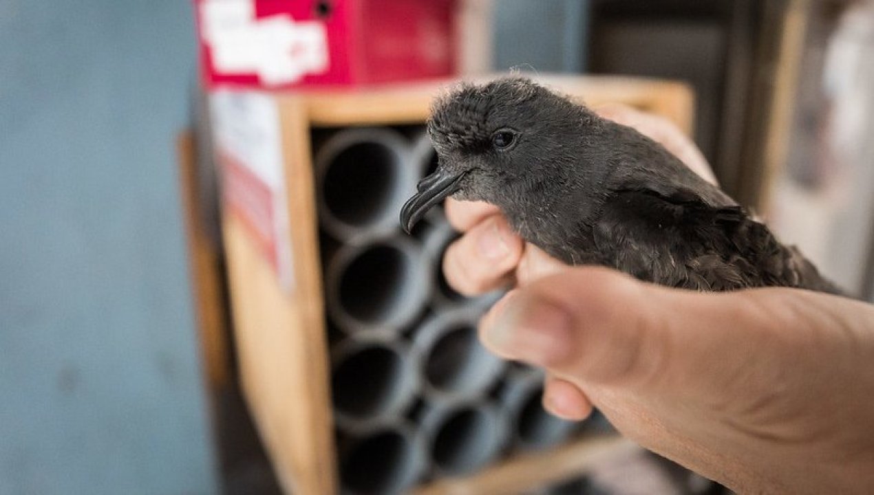 /llaman-a-proteger-a-la-golondrina-de-mar-negra-ante-el-inicio-de-su