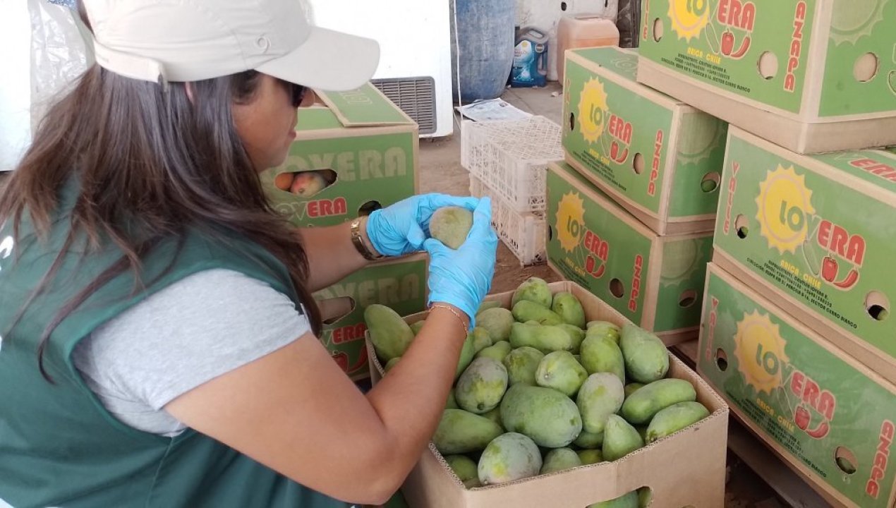 /no-se-podra-sacar-de-la-region-ningun-fruto-hospedero-de-la-mosca-de-la