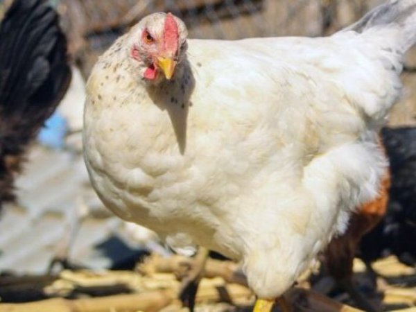 SAG refuerza vigilancia sanitaria en Arica y Parinacota ante casos de influenza aviar detectados en otras regiones