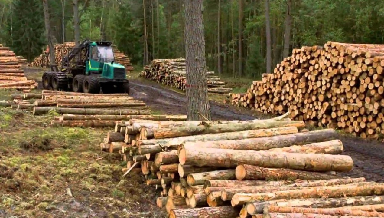/actualidad/judicial/acusan-a-gerentes-de-forestales-por-fraude-al-fisco-mas-de-5-mil-millones