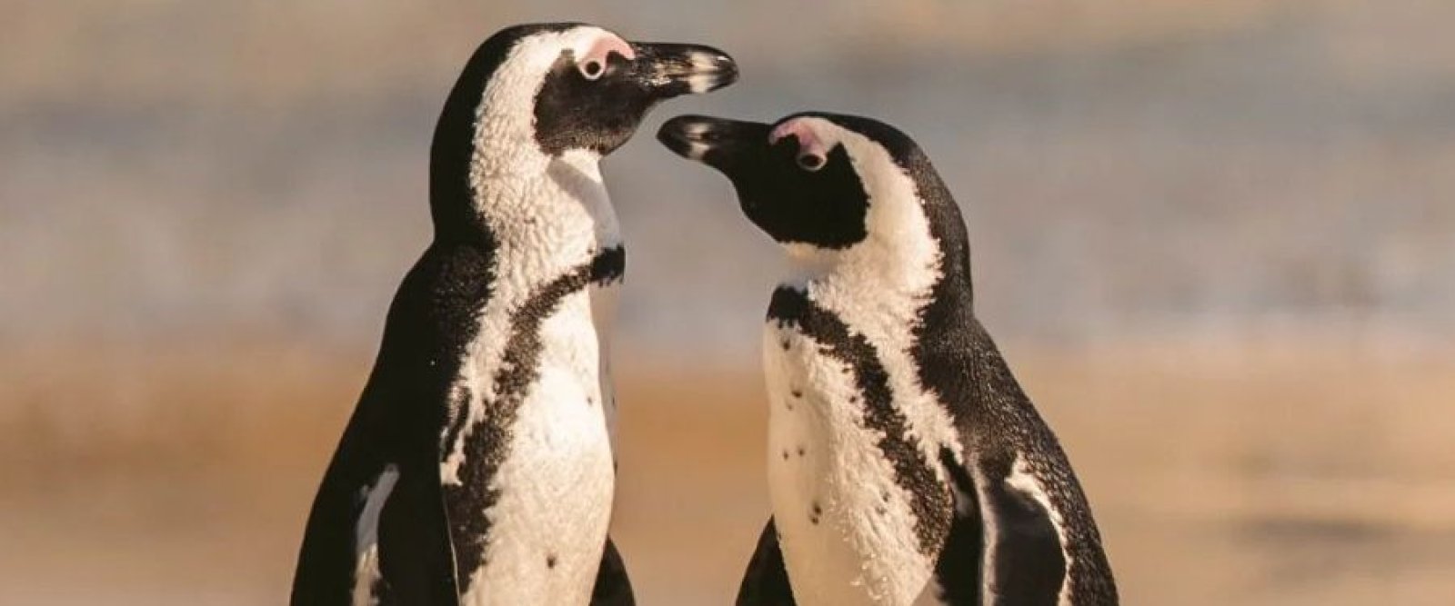 Pingüino de Humboldt es declarado Monumento Natural y suma máxima protección legal