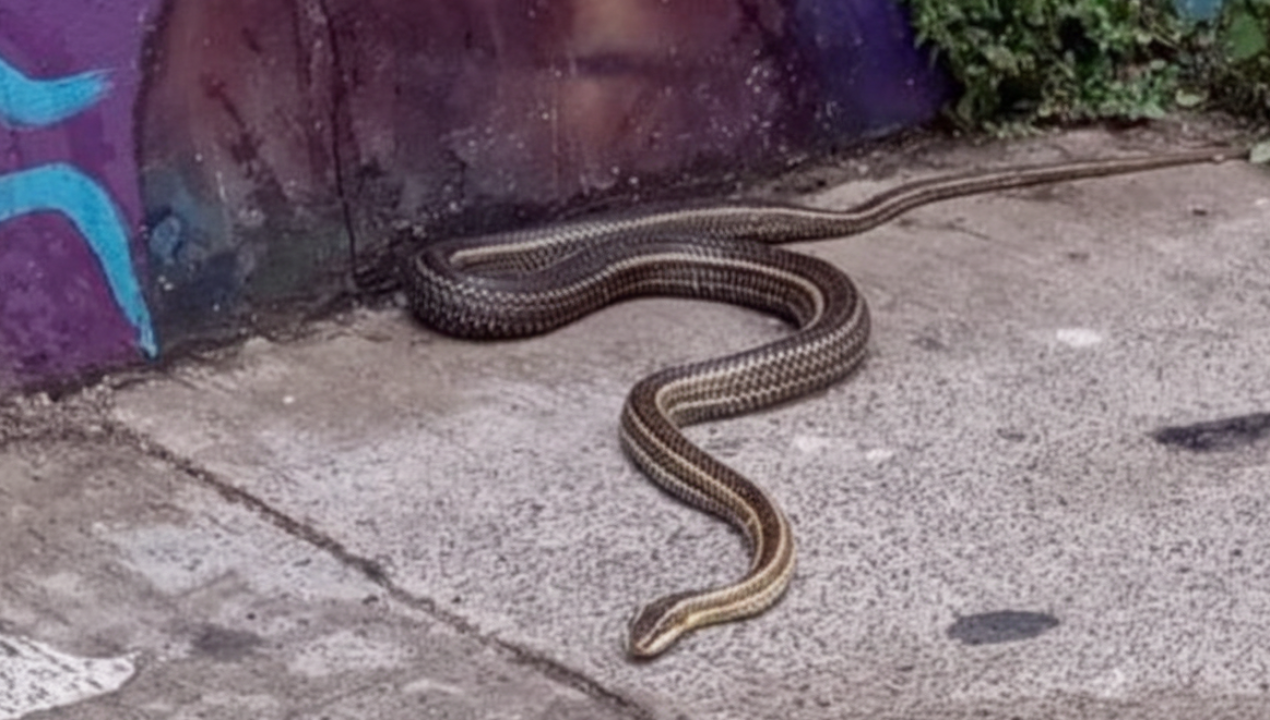 /magazine/serpiente-causa-alarma-en-sector-residencial-de-talca